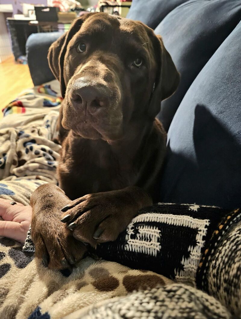 My Valentine 🐾🤎