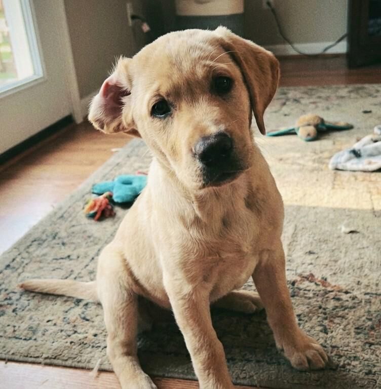 Bought a cutie lab today 🥺❤️