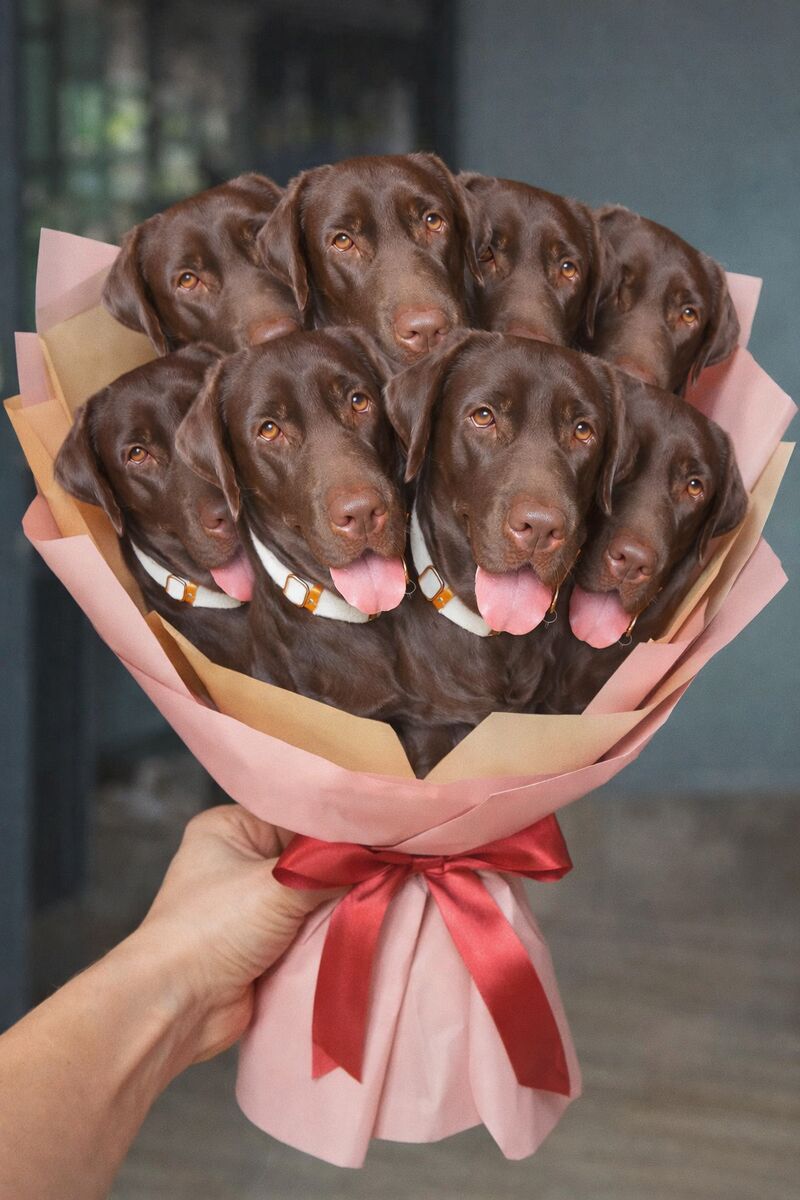 Happy Valentine's Day hoomans 😘