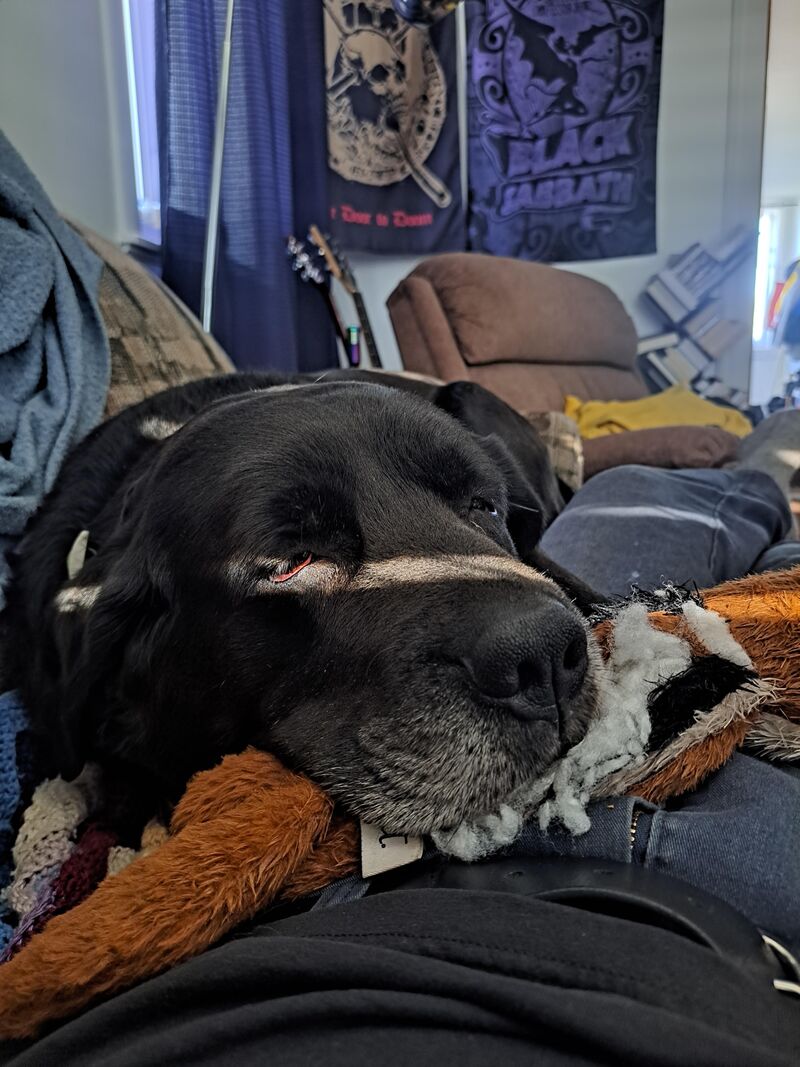 Does your doggo smell like corn chips when they sleep?