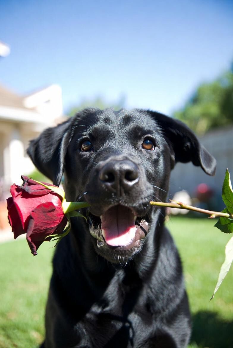 Happy Valentine day❤️