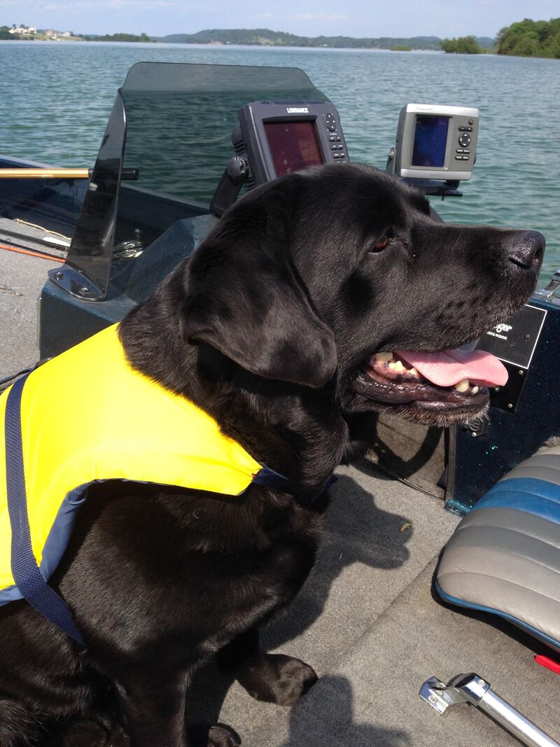 Choosing between two litters dilemma