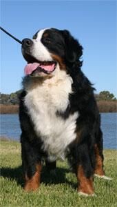 Mountain Bernese