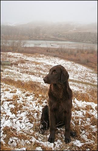 Retriever Flatcoated