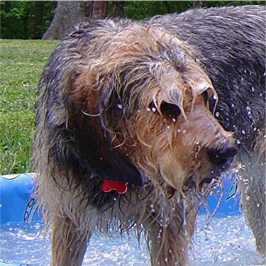 Otterhound