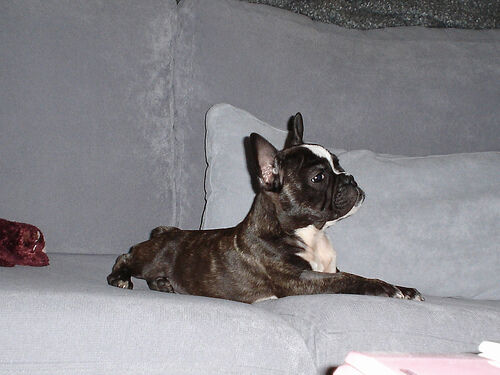 Bulldog French
