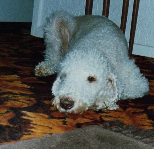 Terrier Bedlington