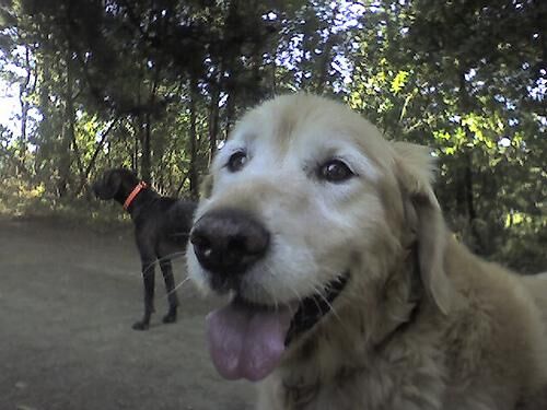 Retriever Golden