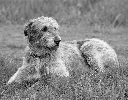 Wolfhound Irish