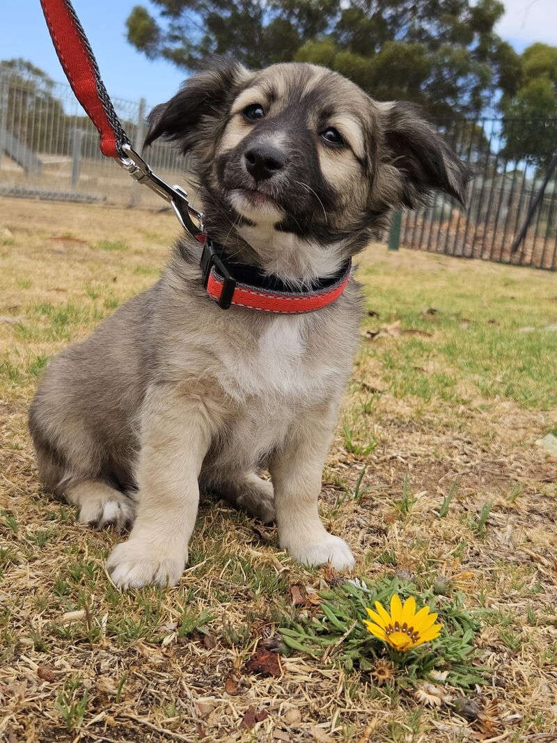 Happy Valentine's Dog! Meet my Mum's new pup Mijo 🥰