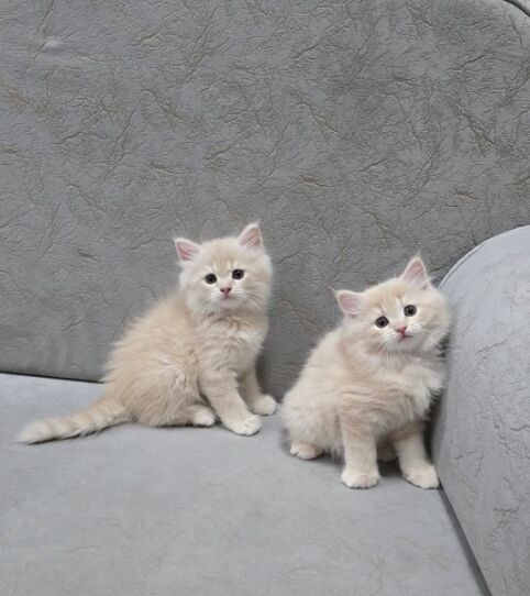 Double the fluff double the trouble 🐾🐾😅