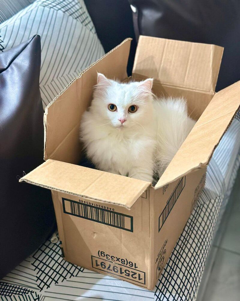 If he fits, he sits