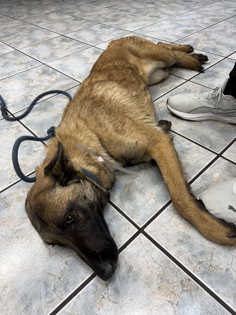 Jade is in desperate need of a foster for her upcoming litter of puppies 🙏