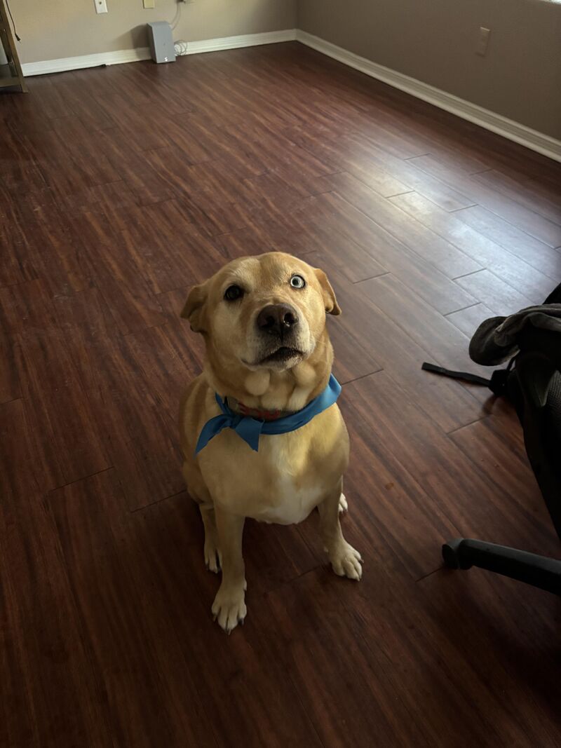 Ace is surprised to see he has a fan base. We will continue to (p)update you on his butt condition