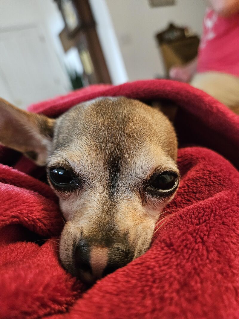 Our favorite Pup ❤️