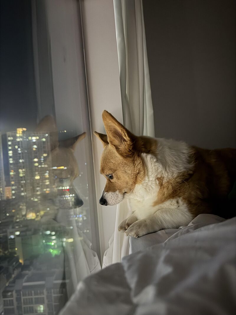 I feel like this photo embodies every element of Waffle’s personality