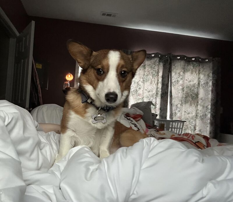 Does any one else’s corgi love to stand/sit on them