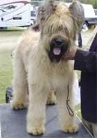Briard