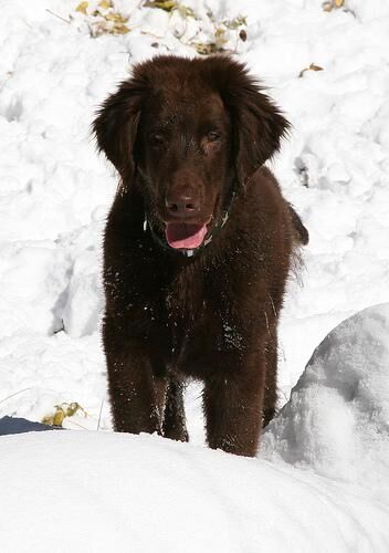 Retriever Flatcoated