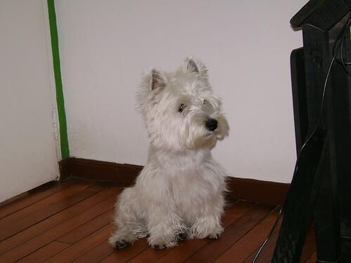 Terrier Westhighland