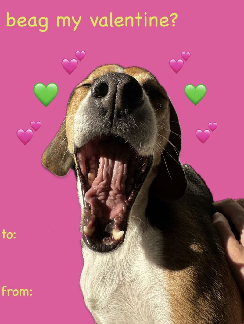 Happy Valentine’s Day from Vinny the beag!
