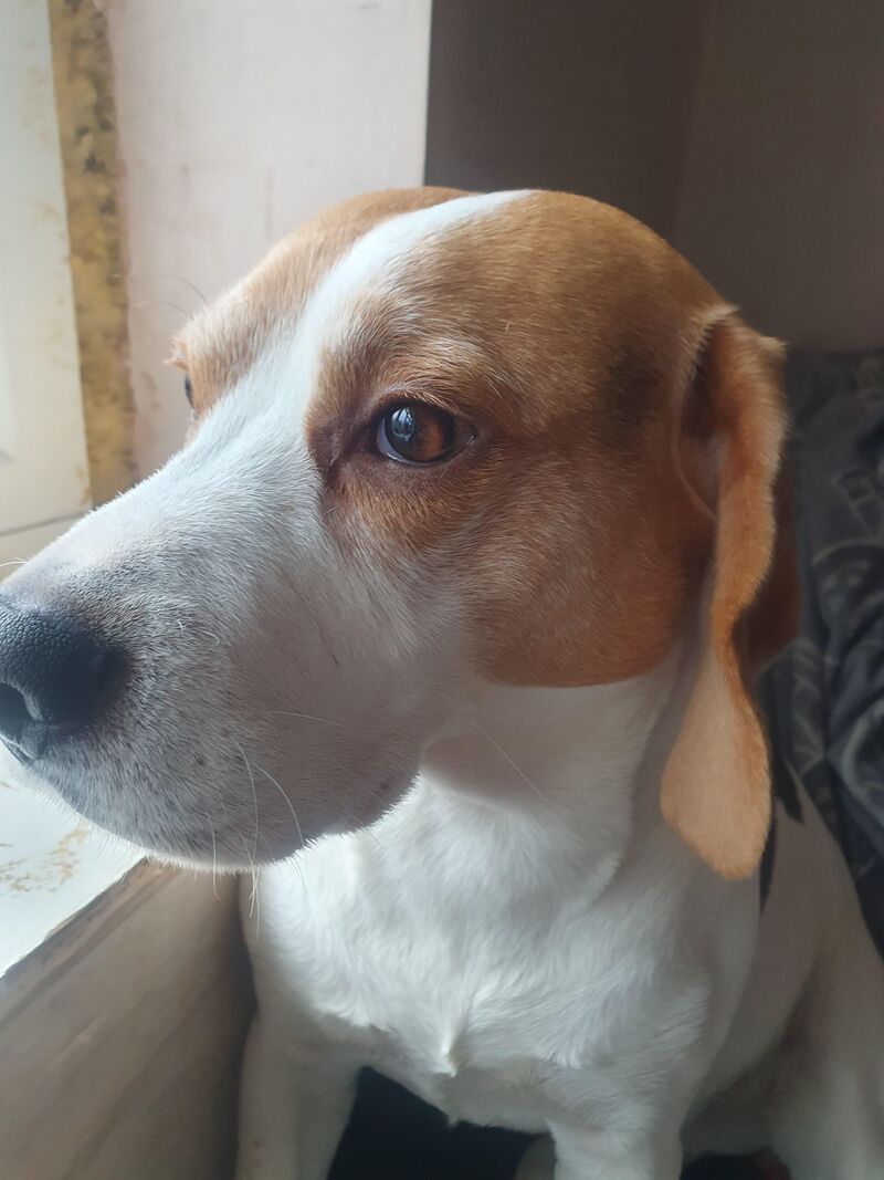 What are your pooch's Nicknames that are nothing to do with their real names