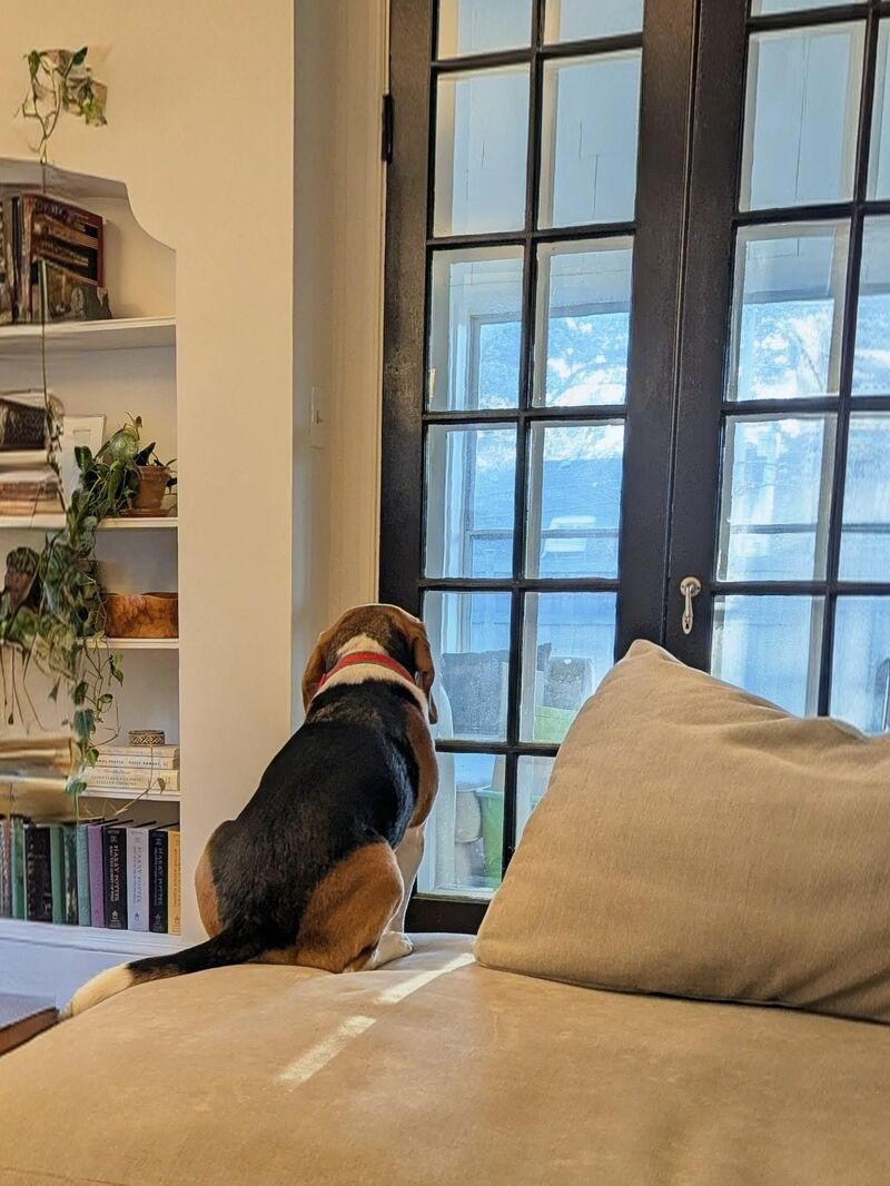 Squirrel Patrol