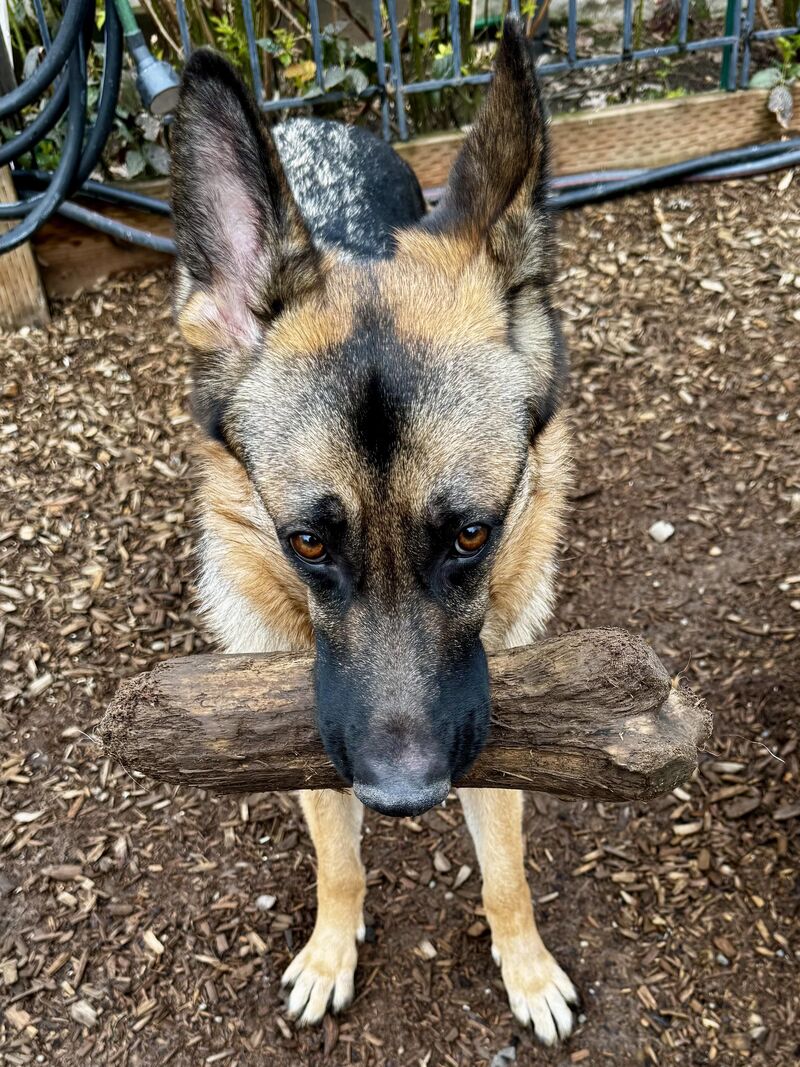 Happy Valentine’s Day from Luna 💘