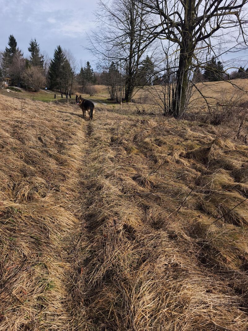 Is getting a puppy actually “anti-aging therapy” for an older dog… or just a myth? 😅