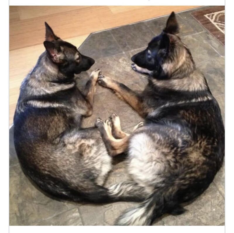 Heart Shaped Valentines Day Shepherds ❤️