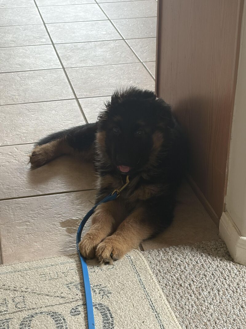 My majestic little lion