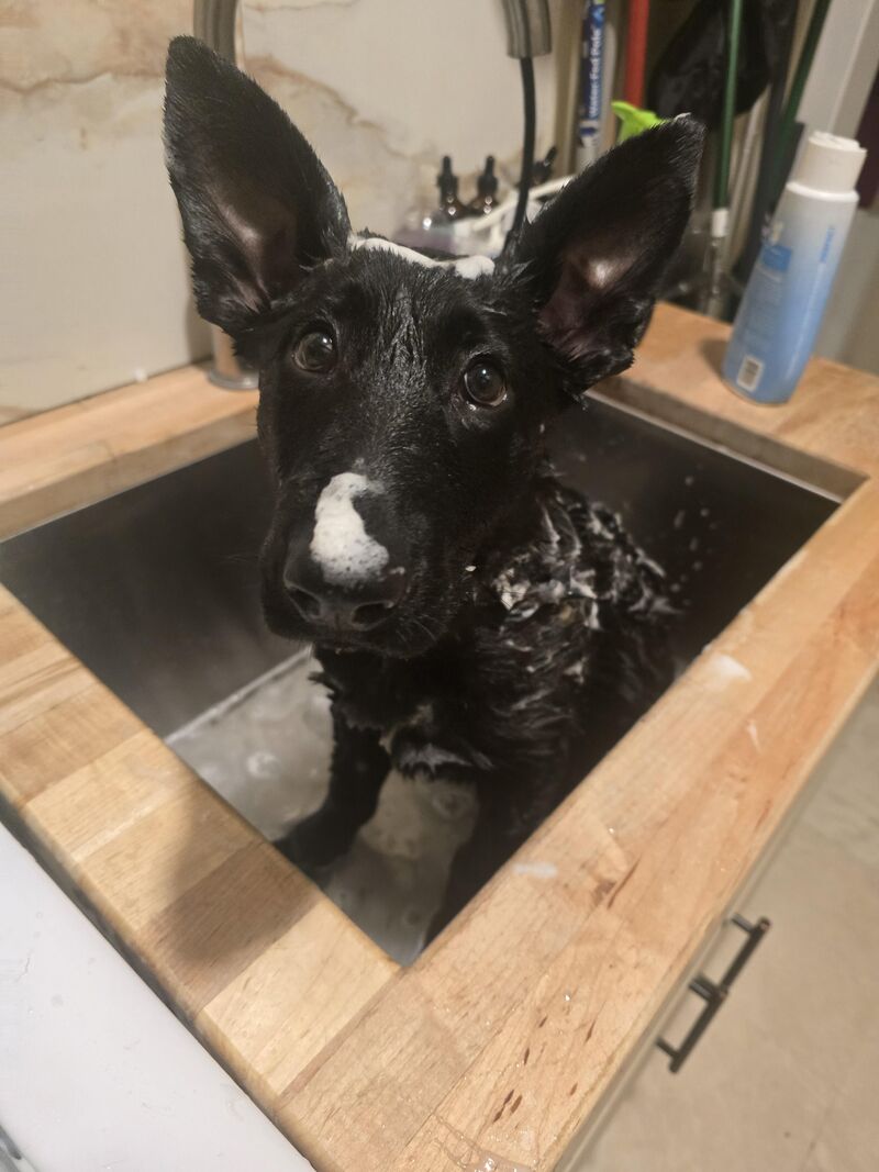 How many times a week is your German Shepherd puppy needing to be bathed?