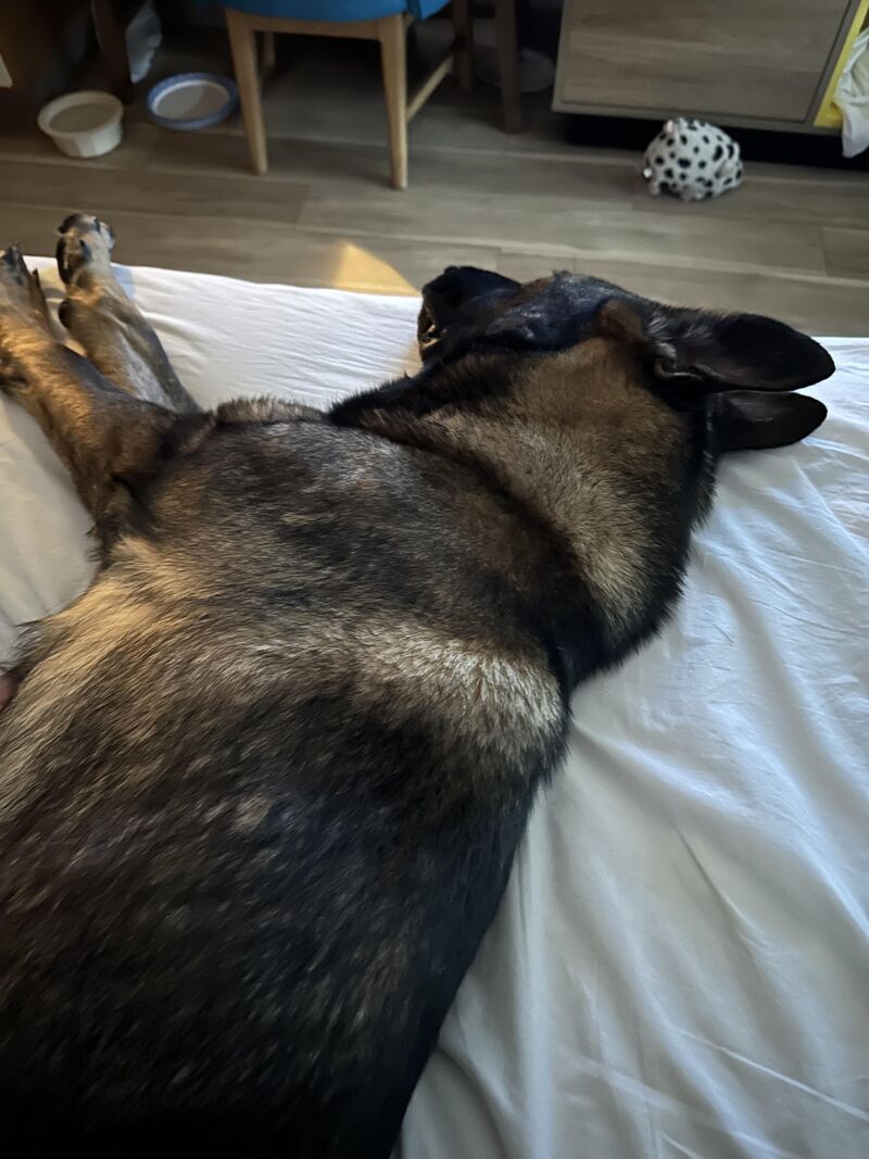 Boarding for 8 weeks?