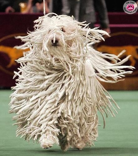 Komondor