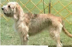 Otterhound