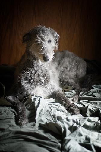 Deerhound Scottish
