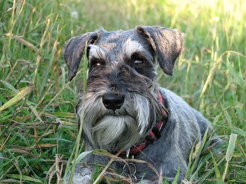 Schnauzer Miniature