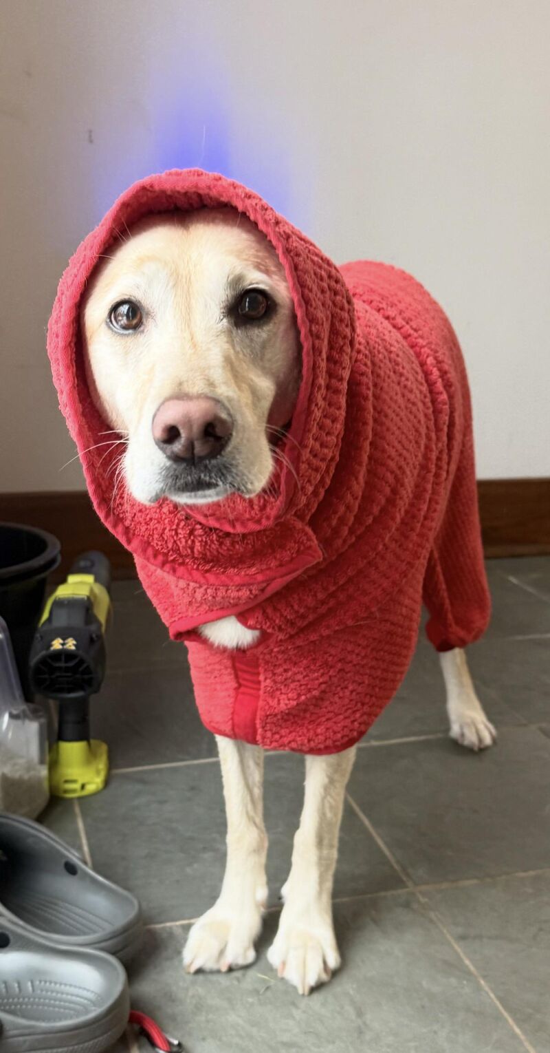 Juniper in her robe after learning the stream she swims in gets very cold during Winter