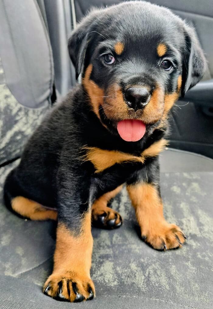 This is Klaus, my Rottweiler, he just joined the family, say hello tô Klaus and have a wonderful weekend