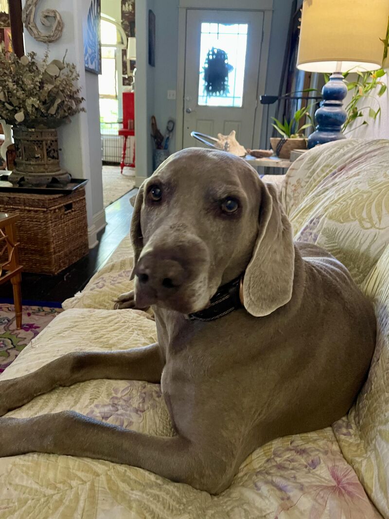 Our bestest Bobo turned 13 🥰🥰