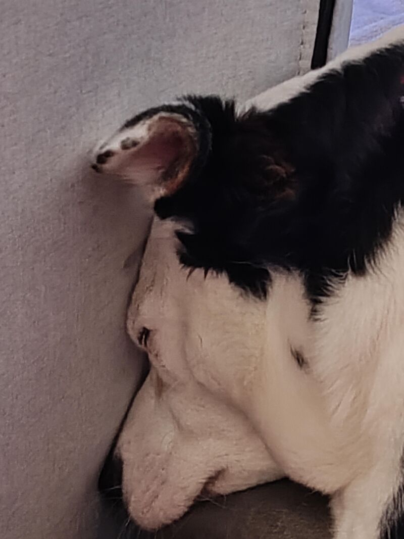 Lola was completely done with my nieces and nephews when they were over