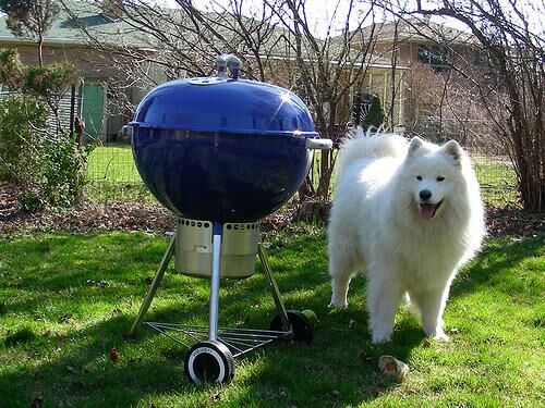 Samoyed