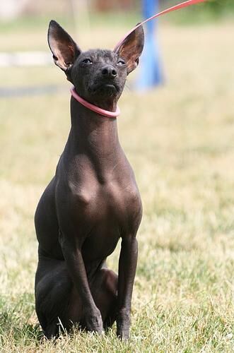 Mexicanhairless