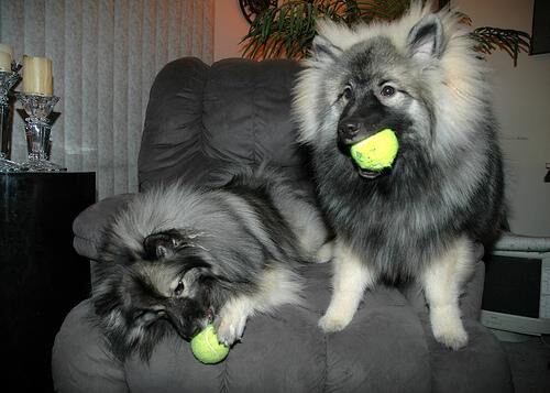Keeshond