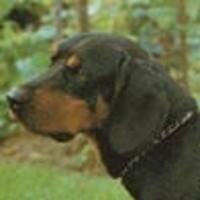 Coonhound
