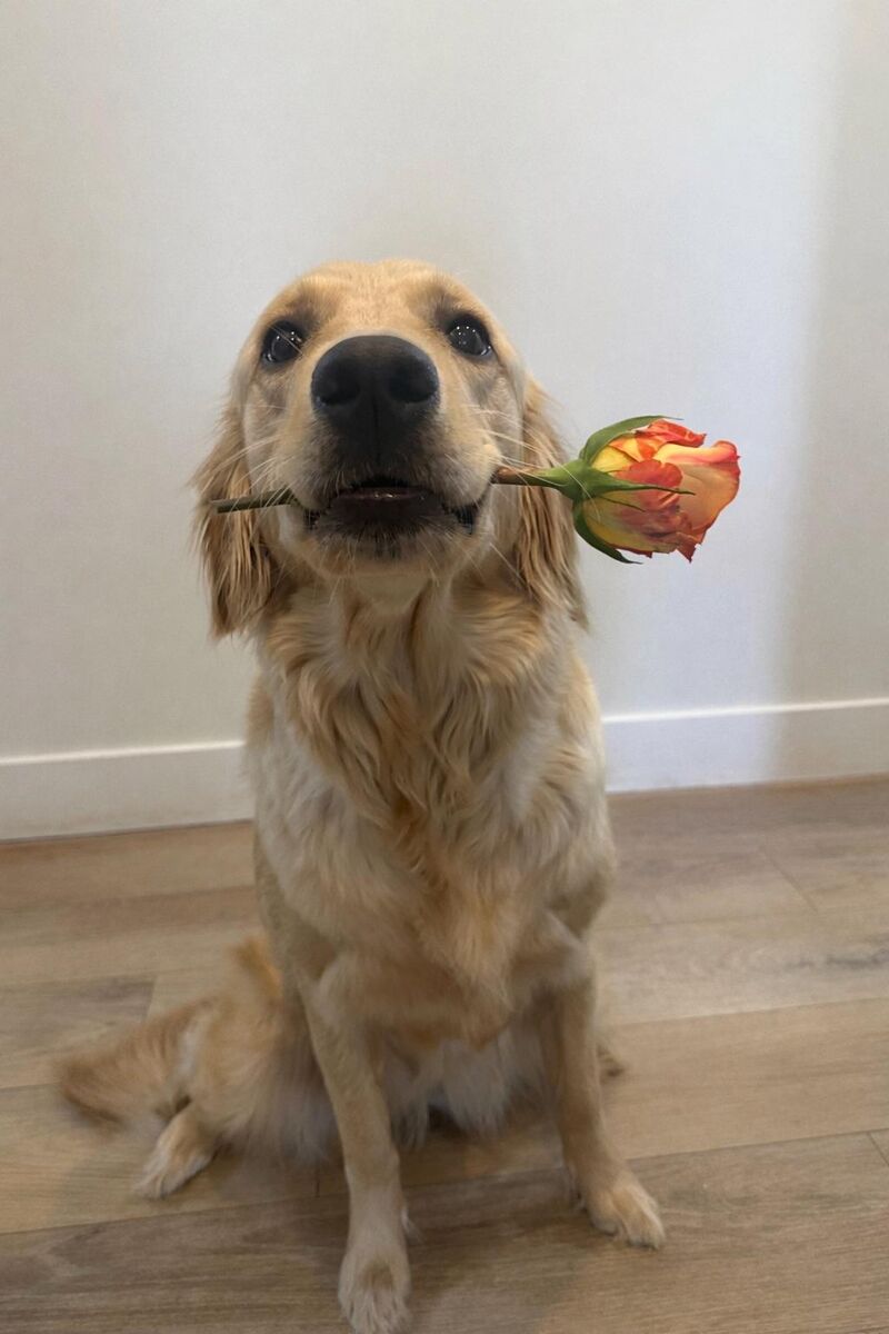 Valentines wishes everyone 🩷