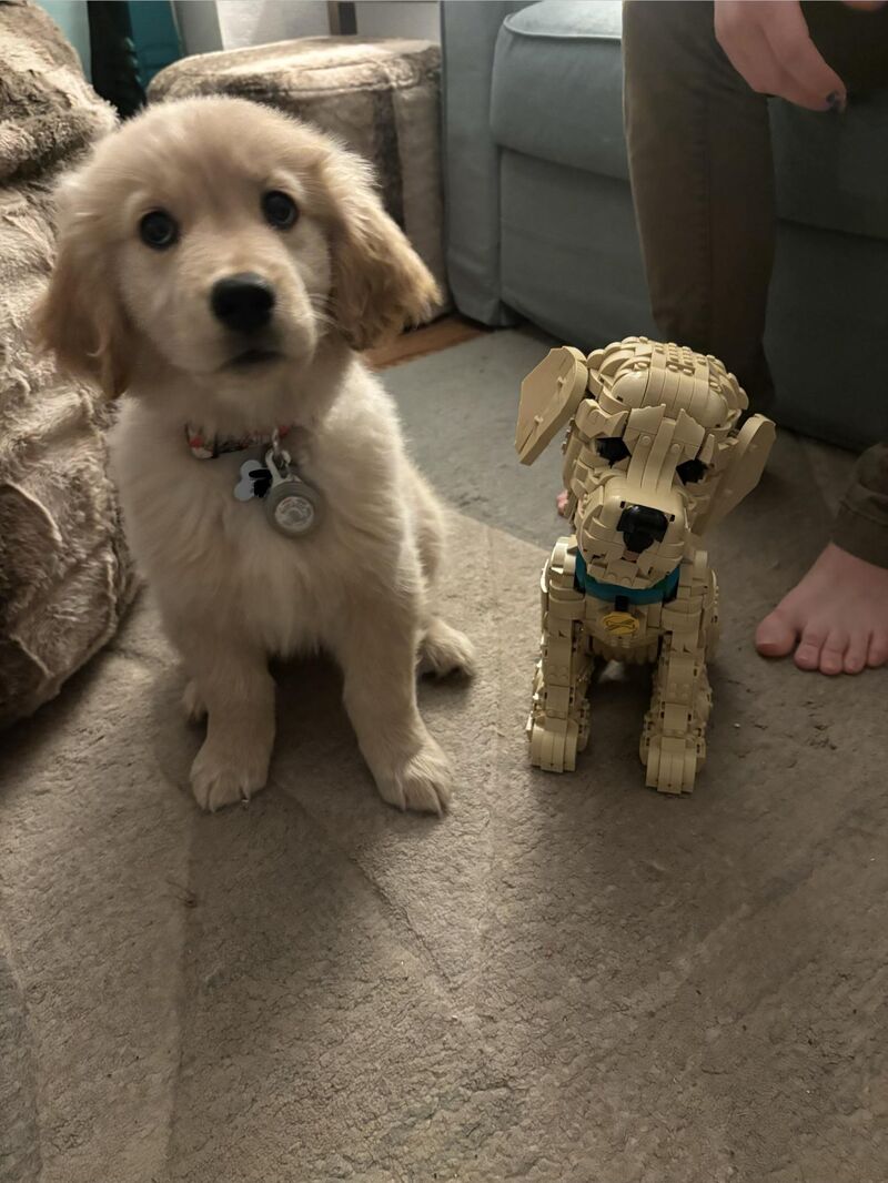 Update- the Lego Golden Retriever is almost life size
