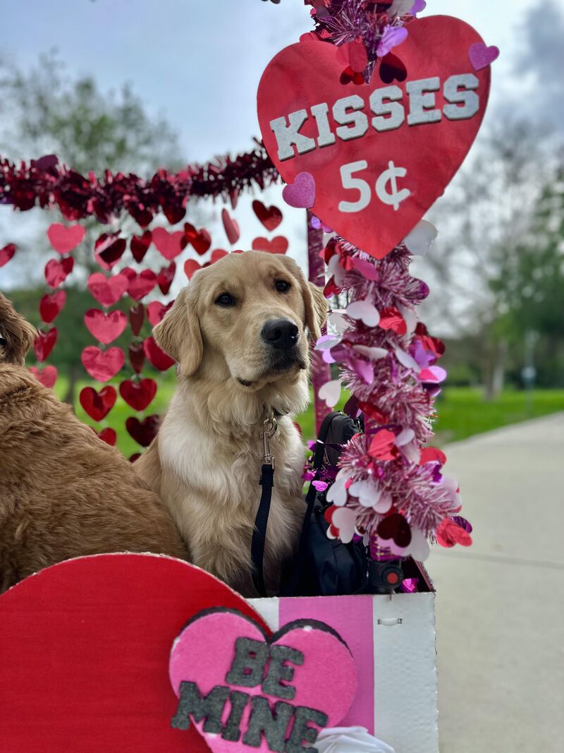 Happy Valentine's Day to all the Goldens and parents!