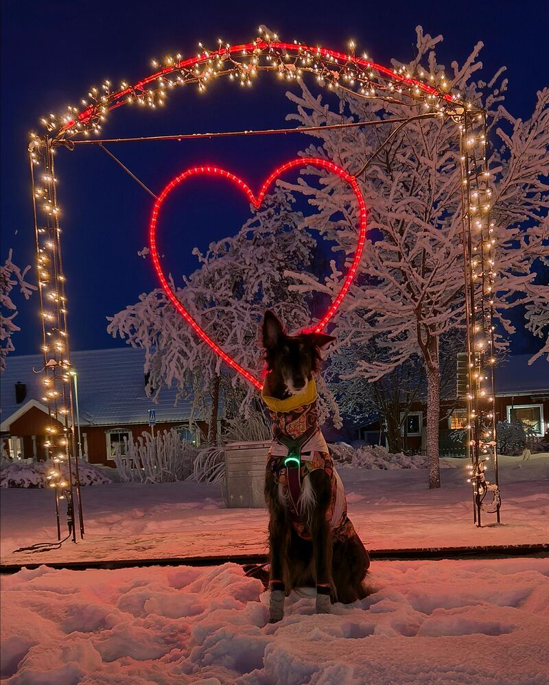 The snow noodle wish you all a Happy Valentines 💕