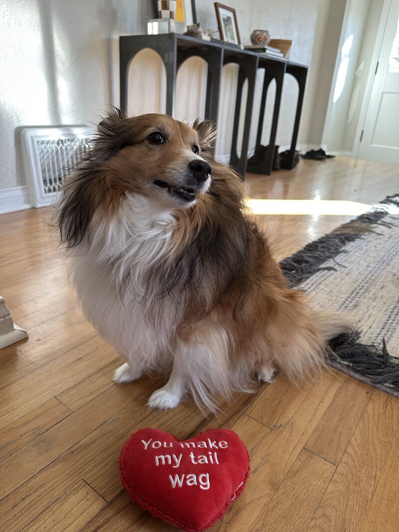 Heckin good valentines with the pupper
